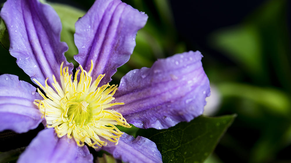 Fleur violette avec centre jaune et gouttes d'eau.