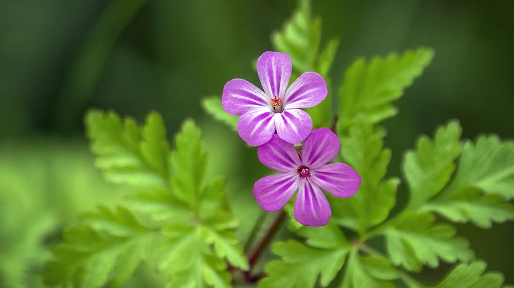 Deux petites fleurs violettes sur fond de feuilles vertes.