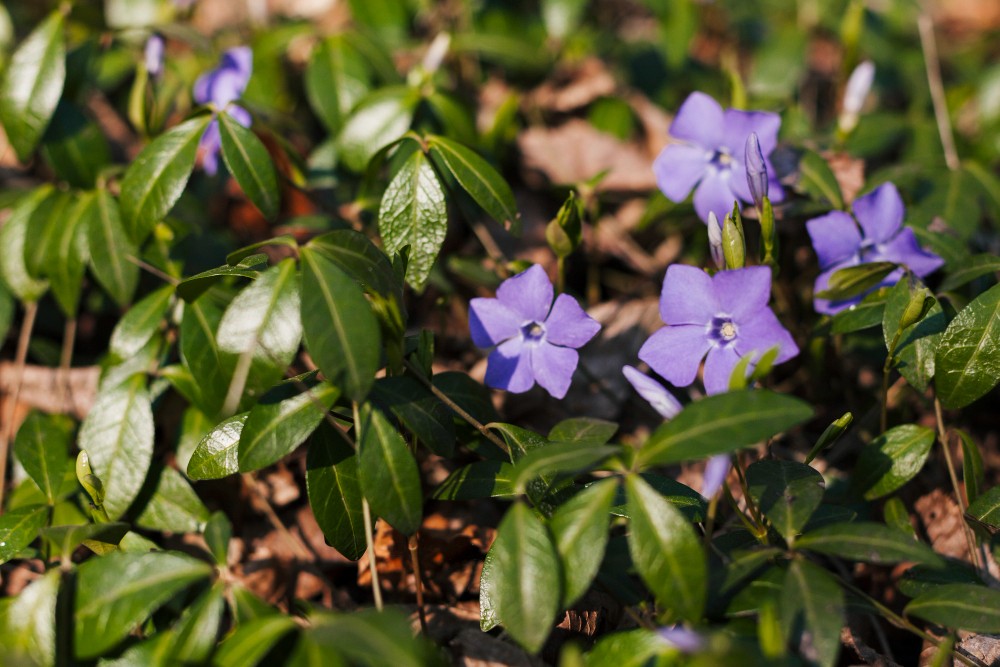 Fleurs de pervenche violettes parmi des feuilles vertes.